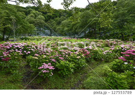 見頃をむかえたユリ「可睡ゆりの園」 見頃をむかえたユリ「可睡ゆりの園」 127553789