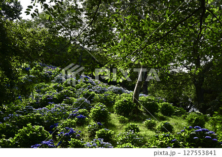 見頃をむかえたアジサイ「可睡ゆりの園」 127553841