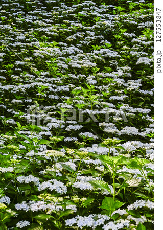 見頃をむかえたアジサイ「可睡ゆりの園」 127553847