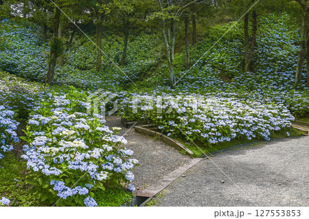見頃をむかえたアジサイ「可睡ゆりの園」 127553853