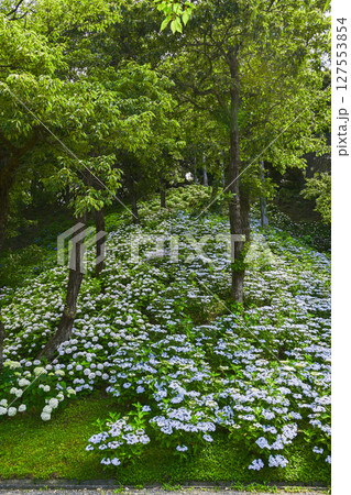 見頃をむかえたアジサイ「可睡ゆりの園」 見頃をむかえたアジサイ「可睡ゆりの園」 127553854