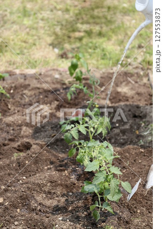 家庭菜園に植えたばかりのミニトマトの苗の水やり 家庭菜園に植えたばかりのミニトマトの苗の水やり 127553873
