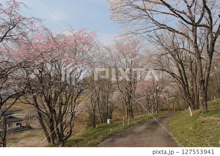 記念樹の森公園 127553941