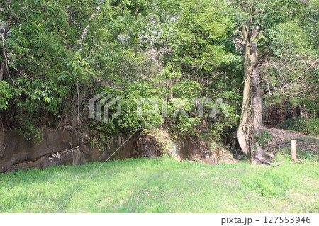 記念樹の森公園 記念樹の森公園 127553946
