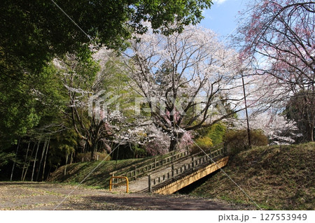 記念樹の森公園 127553949