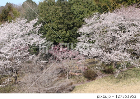 記念樹の森公園 記念樹の森公園 127553952