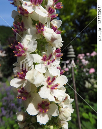 ヨーロッパ、北アフリカ等原産の帰化植物「シロバナモウズイカ」の花 ヨーロッパ、北アフリカ等原産の帰化植物「シロバナモウズイカ」の花 127553984