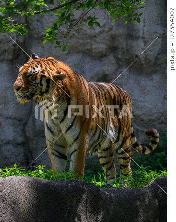 木陰のトラ 127554007