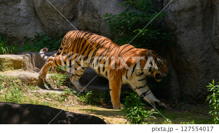 日陰に入るトラ 127554017