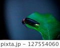 蛍のアップ 127554060