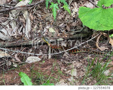 ヤマガカシ　関東地方 127554078