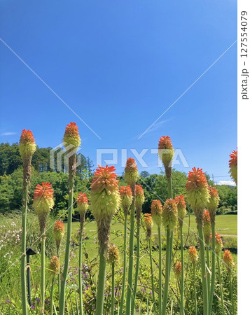 青空とワイルドなトーチリリー1 青空とワイルドなトーチリリー1 127554079