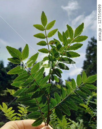 空と山椒の葉っぱ 127554099