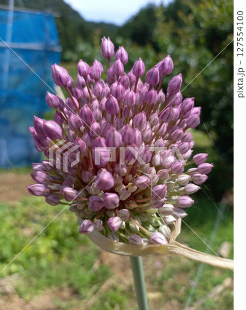 ピンクのねぎ坊主 127554100