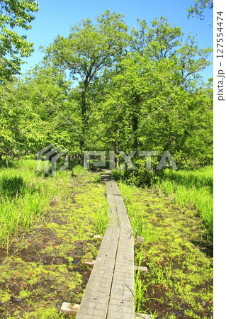 新緑の中一直線に伸びる木道 127554474