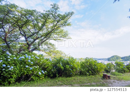 葉山紫陽花公園の紫陽花 葉山紫陽花公園の紫陽花 127554513
