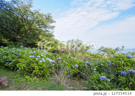 葉山紫陽花公園の紫陽花 127554514