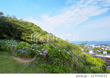 葉山紫陽花公園の紫陽花 127554515