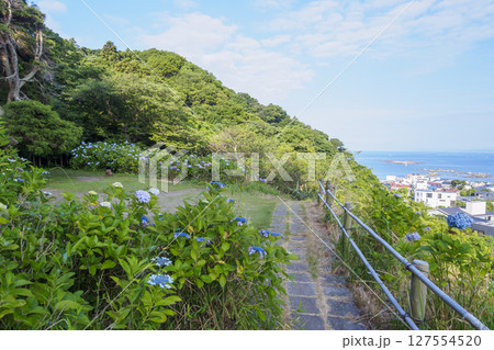 葉山紫陽花公園の紫陽花 葉山紫陽花公園の紫陽花 127554520