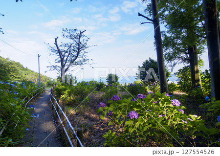 葉山紫陽花公園の紫陽花 葉山紫陽花公園の紫陽花 127554526