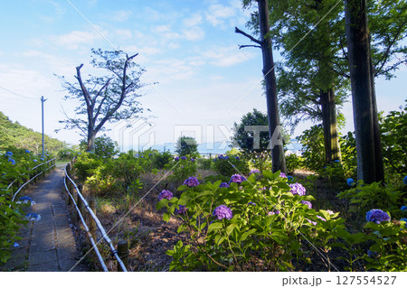 葉山紫陽花公園の紫陽花 葉山紫陽花公園の紫陽花 127554527