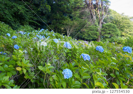 葉山紫陽花公園の紫陽花 葉山紫陽花公園の紫陽花 127554530