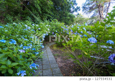 葉山紫陽花公園の紫陽花 葉山紫陽花公園の紫陽花 127554531