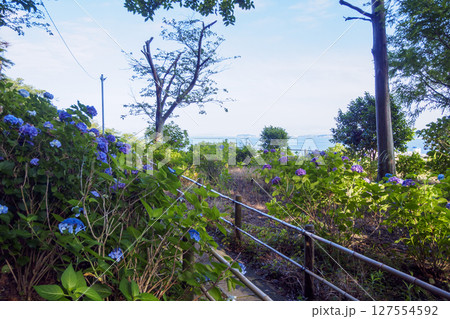 葉山紫陽花公園の紫陽花 葉山紫陽花公園の紫陽花 127554592
