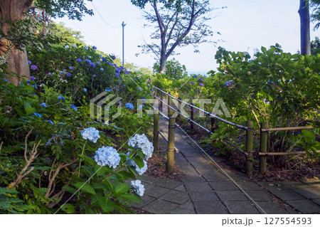 葉山紫陽花公園の紫陽花 127554593