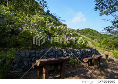 葉山紫陽花公園の紫陽花 127554595