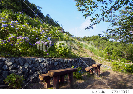 葉山紫陽花公園の紫陽花 127554596
