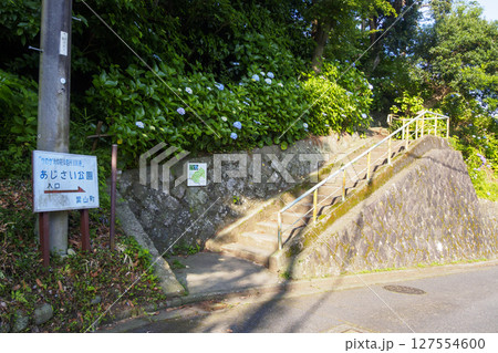 葉山紫陽花公園の紫陽花 葉山紫陽花公園の紫陽花 127554600