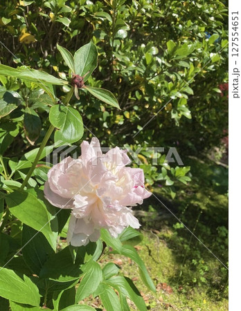 苔むした庭に咲くシャクヤク1 苔むした庭に咲くシャクヤク1 127554651