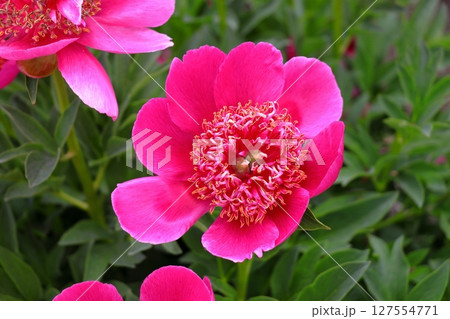 今日の主役は赤いドレスのシャクヤク　（青森） 127554771