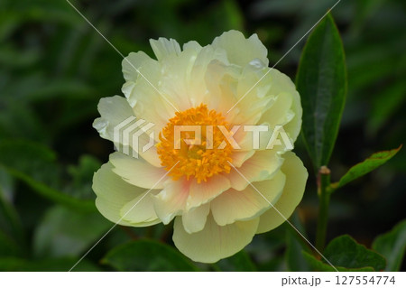 今日の主役は白いドレスのシャクヤク　（青森） 127554774