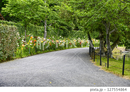 見頃をむかえたユリ「可睡ゆりの園」 127554864
