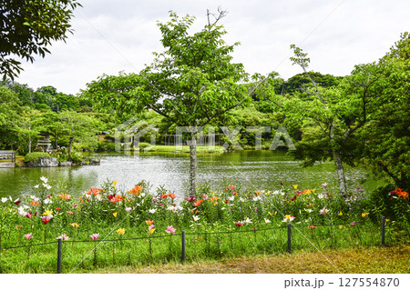 見頃をむかえたユリ「可睡ゆりの園」 127554870