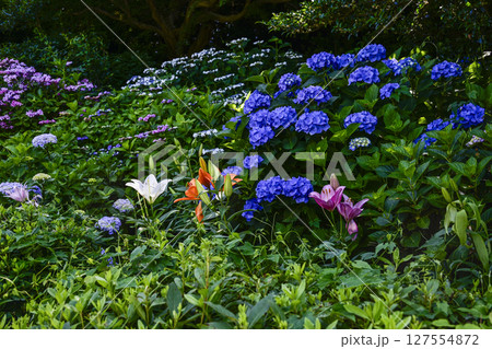 見頃をむかえた「可睡ゆりの園」アジサイとユリ 127554872