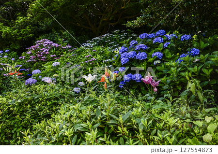 見頃をむかえた「可睡ゆりの園」アジサイとユリ 見頃をむかえた「可睡ゆりの園」アジサイとユリ 127554873