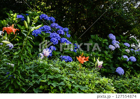 見頃をむかえた「可睡ゆりの園」アジサイとユリ 127554874