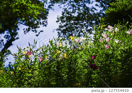 見頃をむかえたユリ「可睡ゆりの園」 127554910