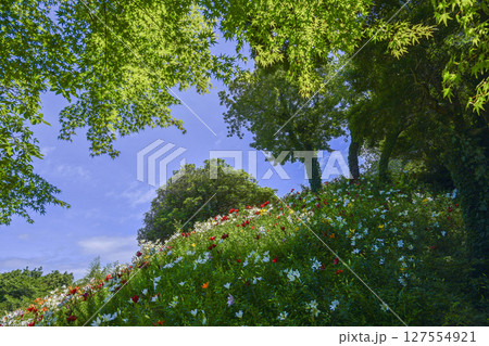 見頃をむかえたユリ「可睡ゆりの園」 127554921