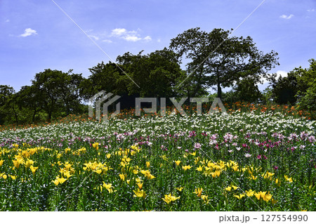 見頃をむかえたユリ「可睡ゆりの園」 127554990