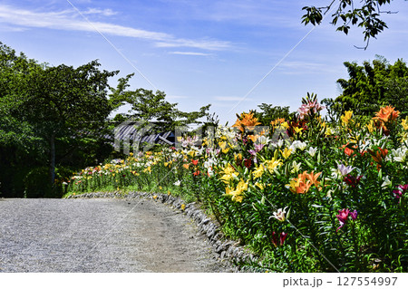 見頃をむかえたユリ「可睡ゆりの園」 127554997