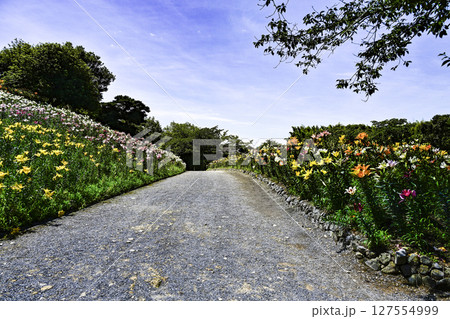 見頃をむかえたユリ「可睡ゆりの園」 見頃をむかえたユリ「可睡ゆりの園」 127554999