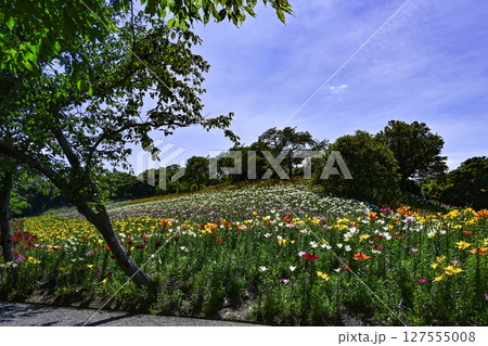 見頃をむかえたユリ「可睡ゆりの園」 見頃をむかえたユリ「可睡ゆりの園」 127555008