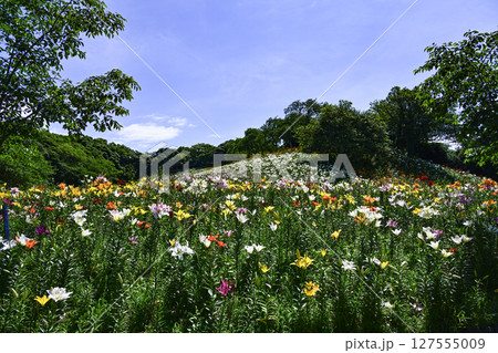 見頃をむかえたユリ「可睡ゆりの園」 見頃をむかえたユリ「可睡ゆりの園」 127555009