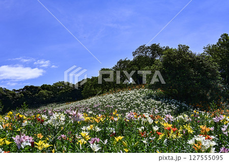 見頃をむかえたユリ「可睡ゆりの園」 見頃をむかえたユリ「可睡ゆりの園」 127555095