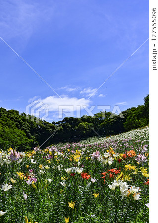 見頃をむかえたユリ「可睡ゆりの園」 127555096