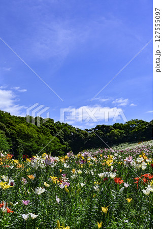 見頃をむかえたユリ「可睡ゆりの園」 127555097